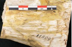 Foto (Detailansicht) von Quercus sp.  (NHMW-GEO-2024-0188-11584)